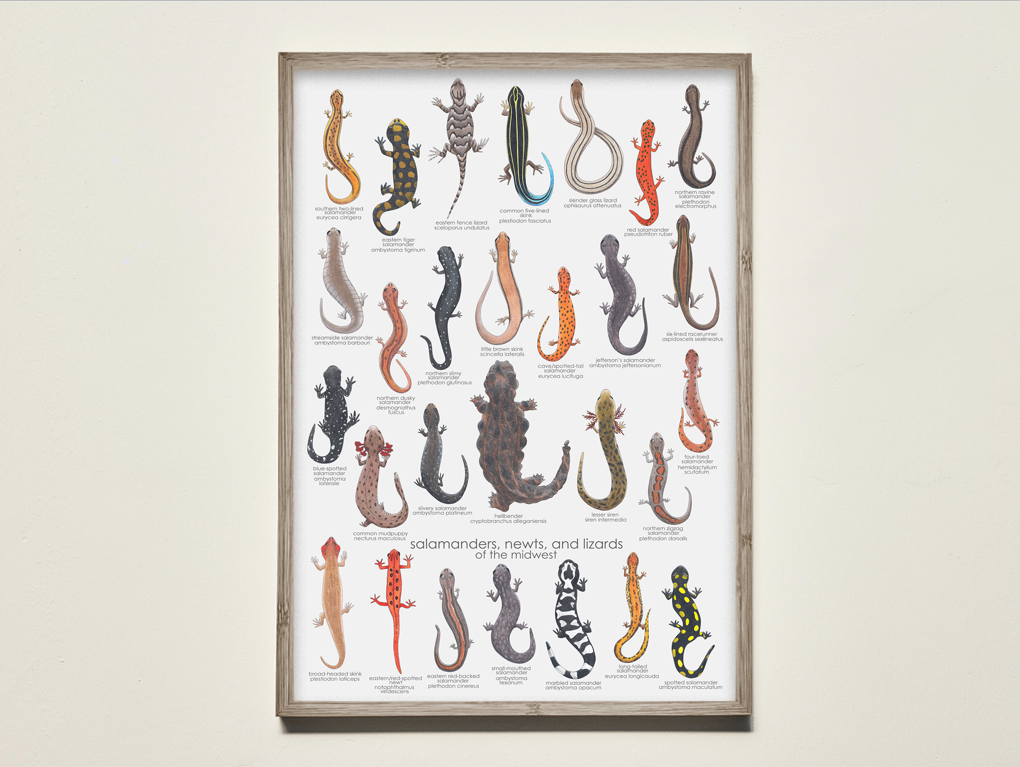 salamanders, newts, & lizards of the midwest — melbry//arts